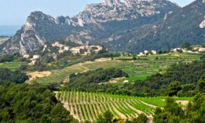 Image of a southern France vineyard, mountains in the distance