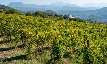 Italian-whites-featured