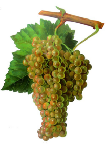 grapes for white wine