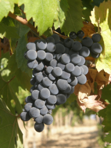 photo of grapes