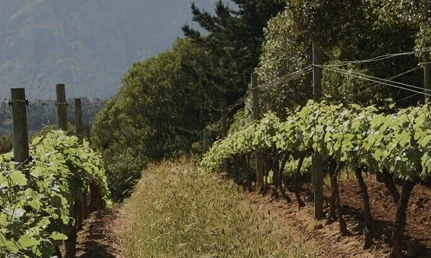 Nebbiolo-featured