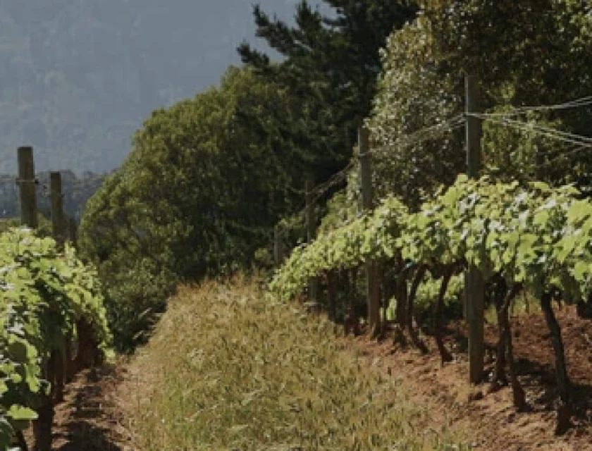 Nebbiolo-featured