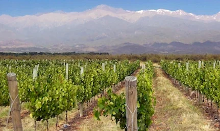 Malbec-Featured
