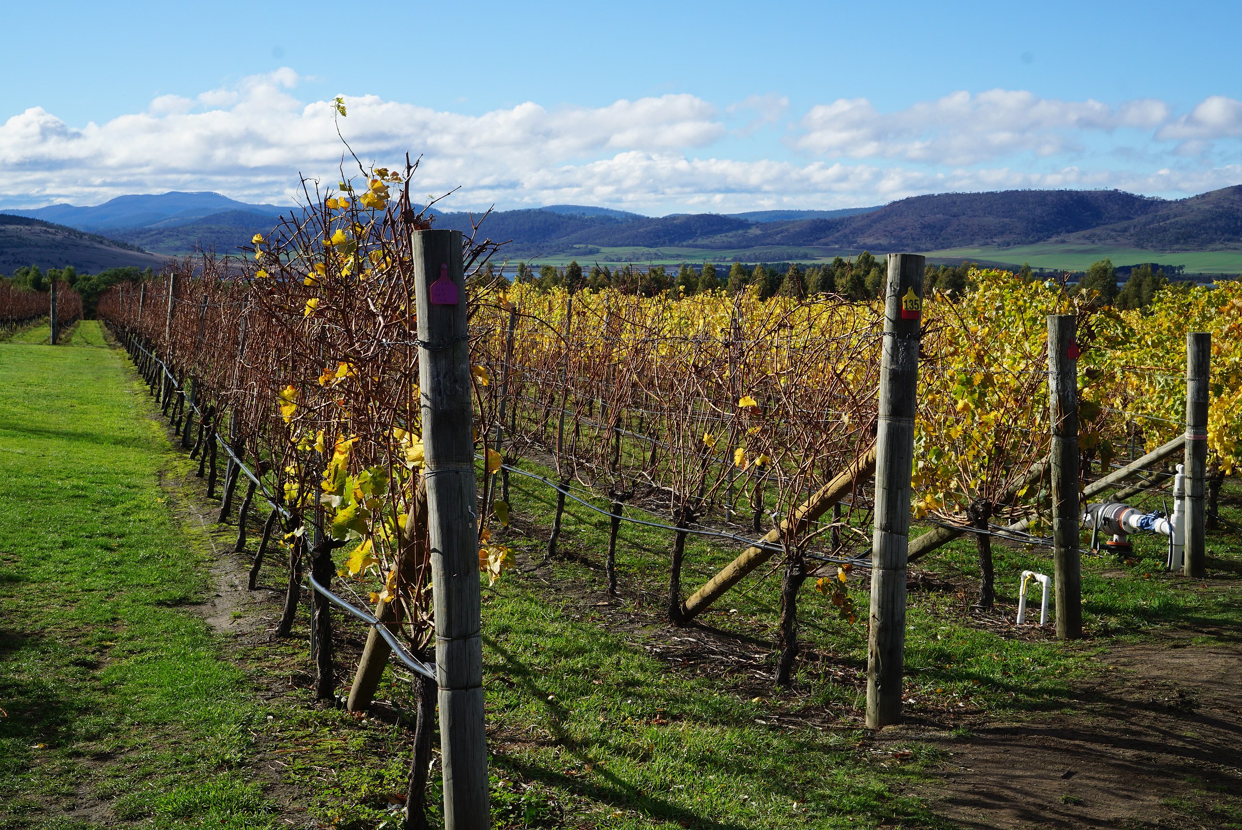 vineyard in Tasmania
