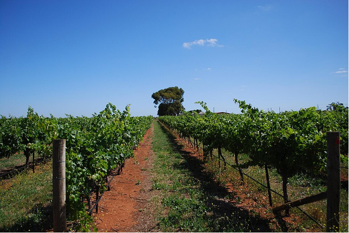 Clare Valley Vinyard