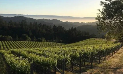 California-Whites-Featured