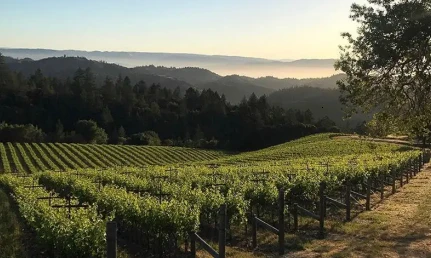 California White Wines