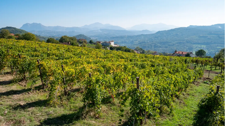 Greco di Tufo vinyard