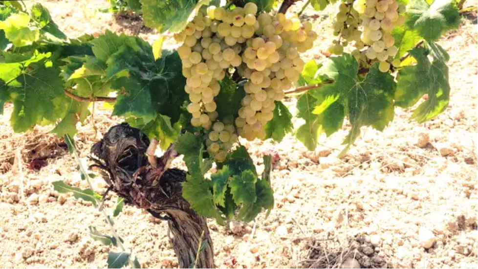 Catarratto grapes on the vine