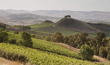 Sicilian Wines