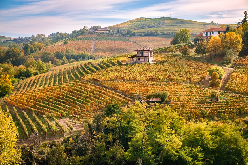 a vinyard amidst rolling hills of italy