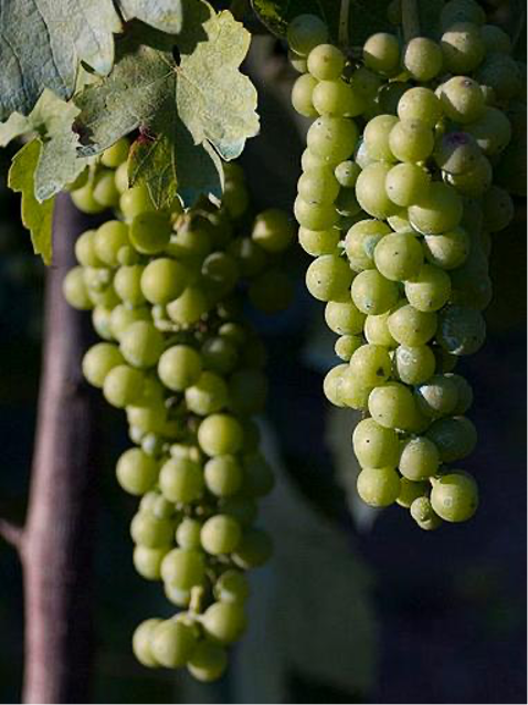 Fiano grapes on the vine