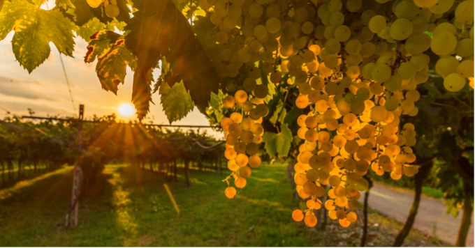Trevviano grapes on the vine