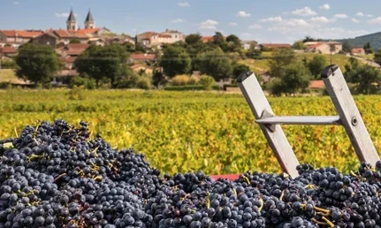 Beaujolais-Featured