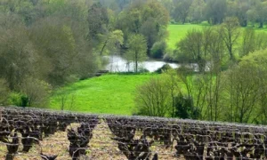 Loire-Whites vinyard with river in background