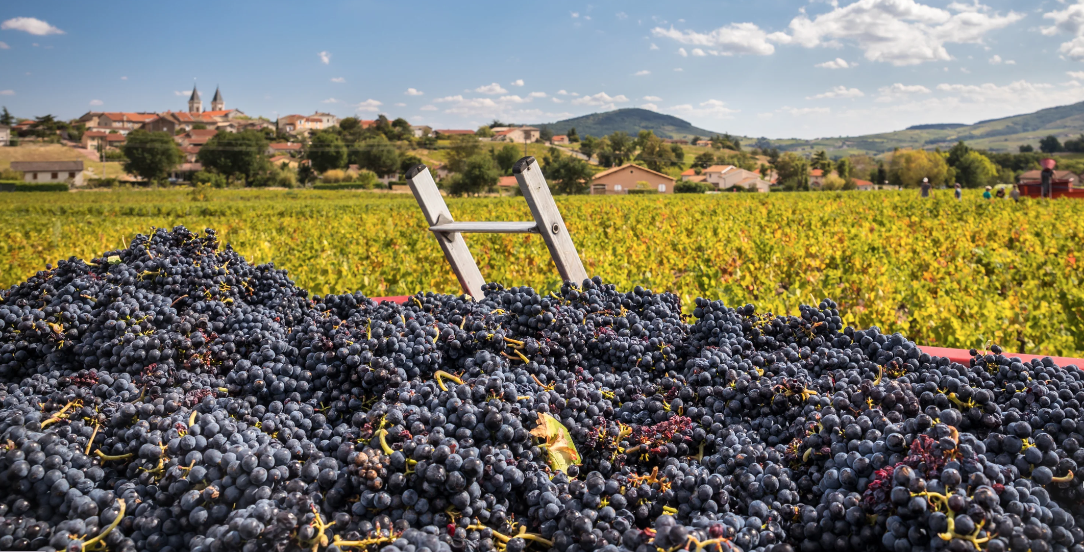a wine vinyard in the beaujolais region of France with collected grapes in the foreground.