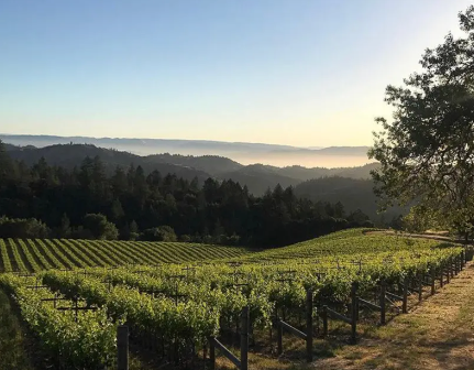 a California wine vineyard
