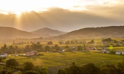 Beaujolais-2-Featured-image