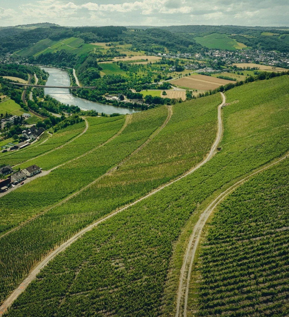 Dr. Fischer Vineyard