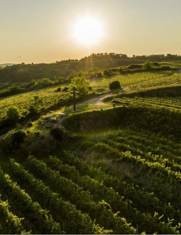 Steininger Kampal Vineyard