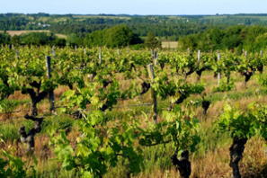 Viugneron a Pouiile Vineyard