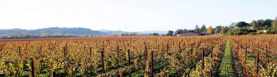 vineyard in vigneron a Pouille