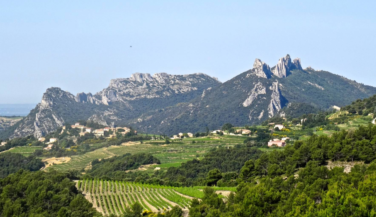 Vineyard with mountains in distance